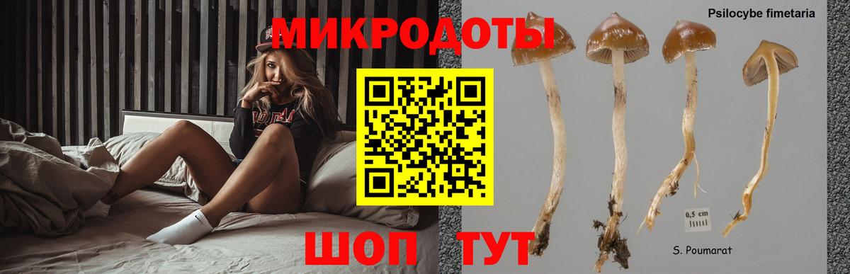 Псилоцибиновые грибы Psilocybe Минусинск